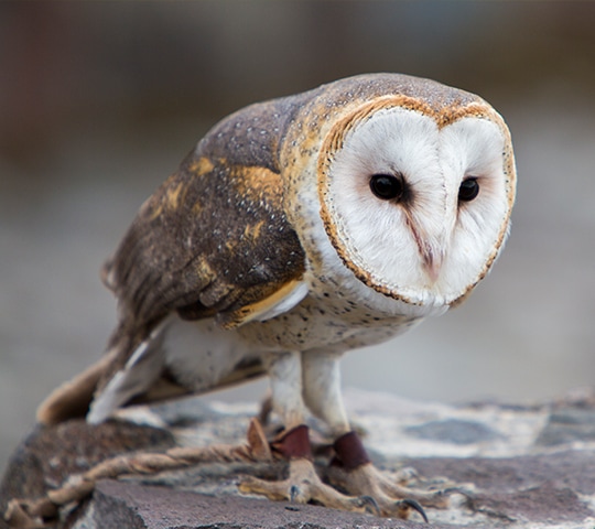 Bird Profile: Barn owl (Tyto alba)