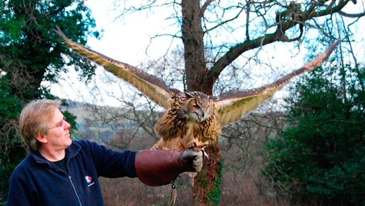Falconry Experiences, North Wales