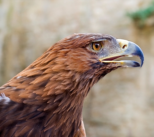 Bird Profile: Golden eagle