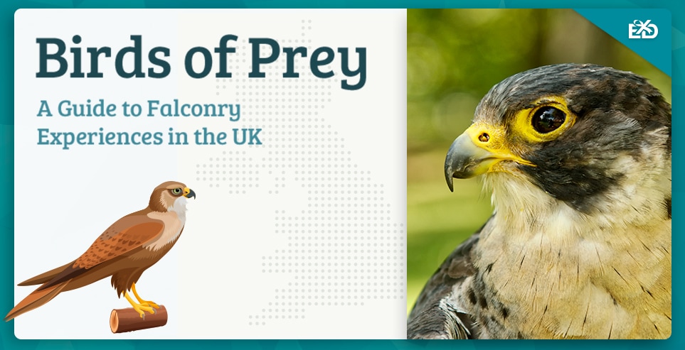 Birds of Prey: A Guide to Falconry Experiences in the UK