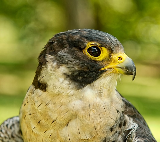 Bird Profile: Peregrine falcon (Falco peregrinus)