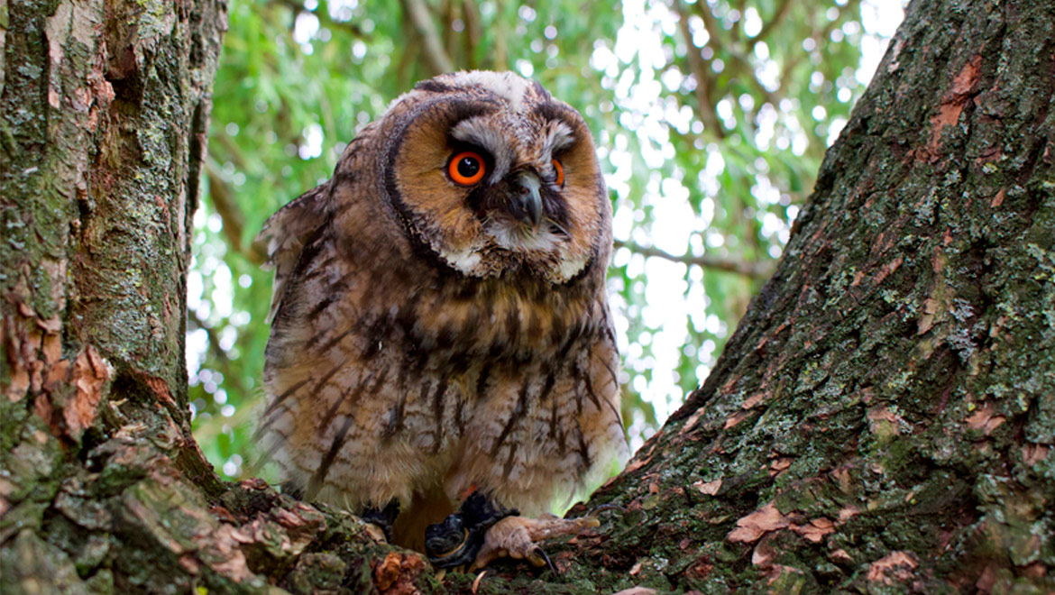 UK Owl and Raptor Displays, Kent